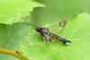 Synanthedon formicaeformis